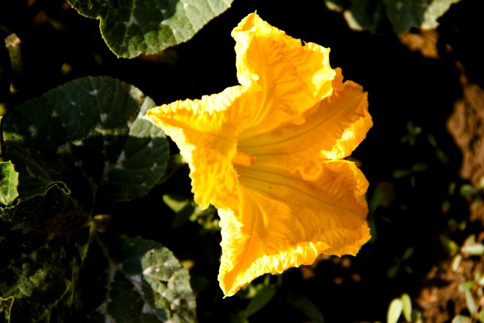 Vegetable yellow colorful