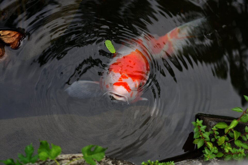 Carp fish aquatic animals