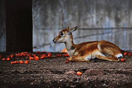 Young animal