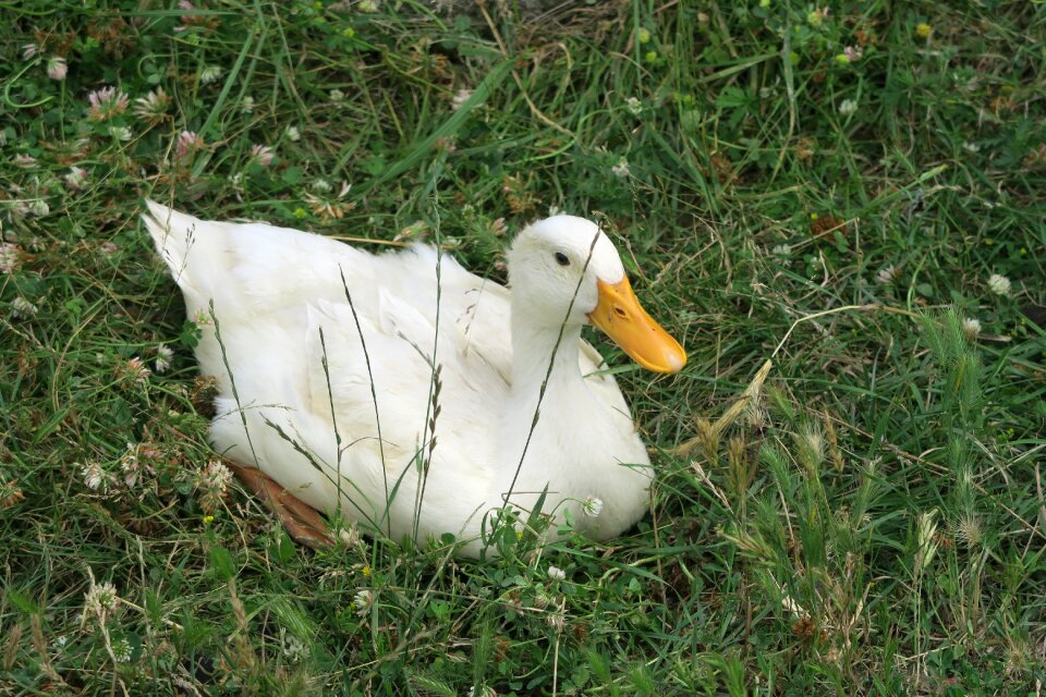 Animal winged pets