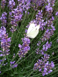 Butterfly lavender white ling photo