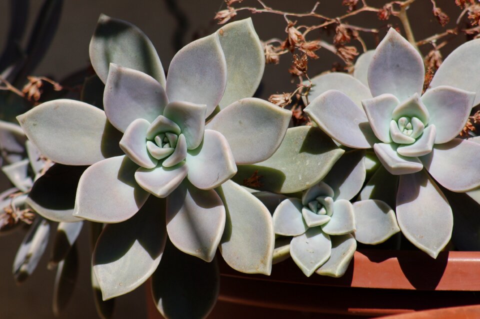 Succulent plant fat plant