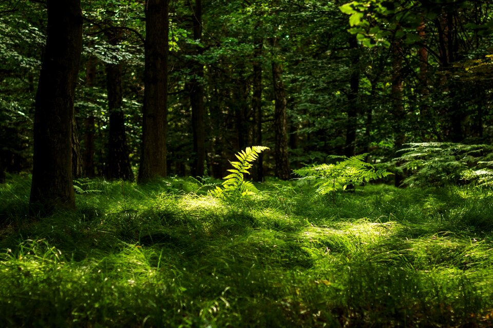 Photo picture landscape