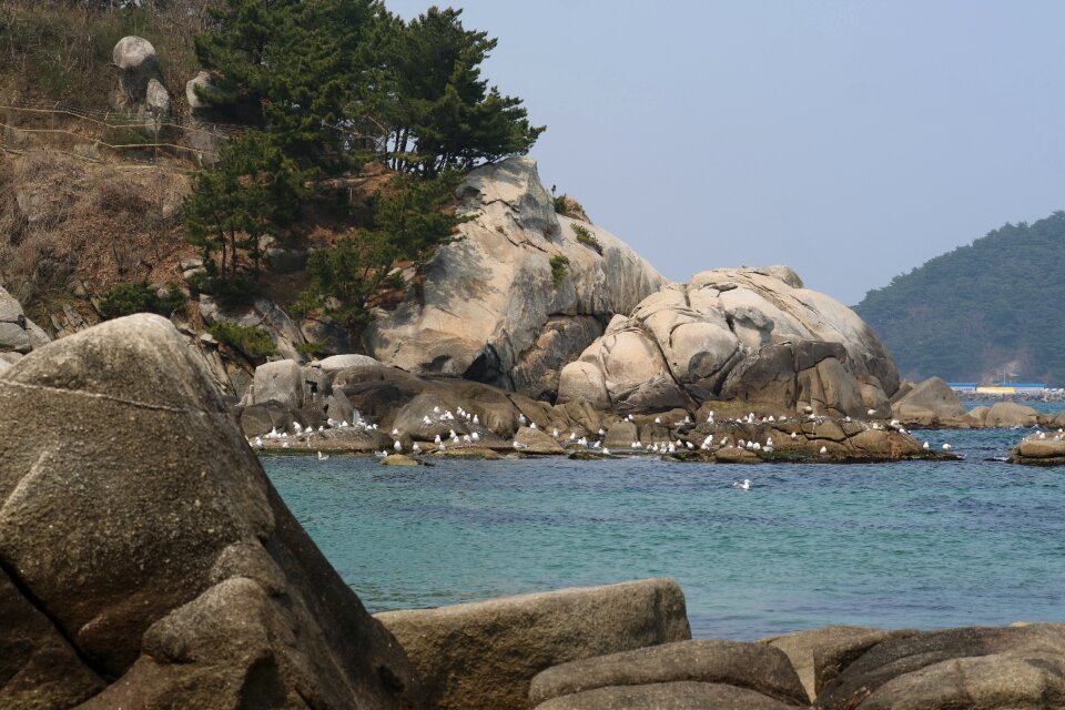Rock the beach seagull yangyang-gun