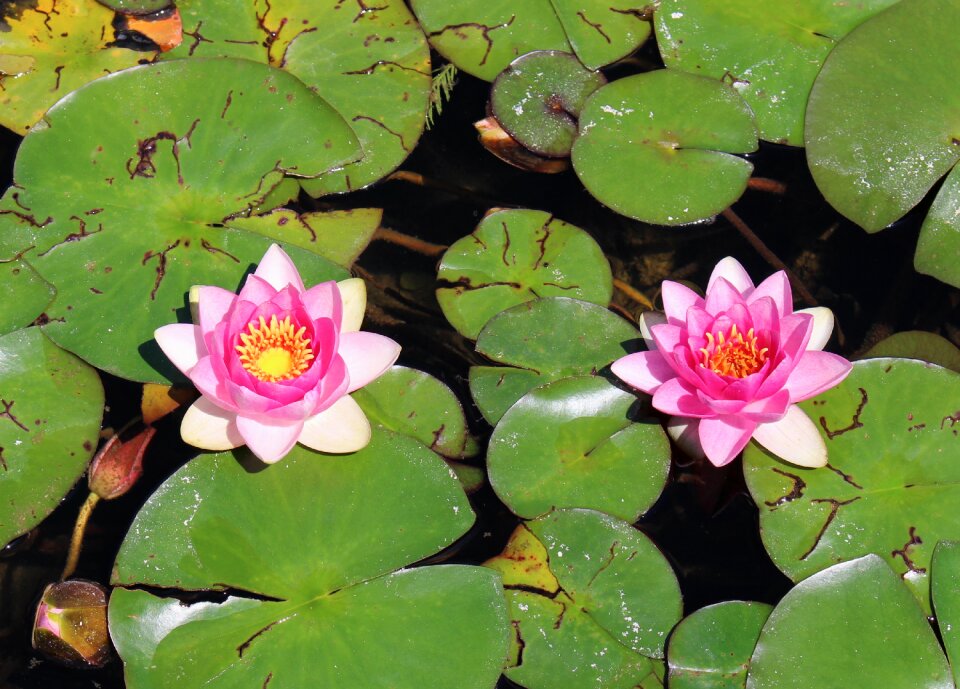 Pink lotus blossom