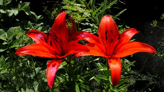 Blossom bloom plant