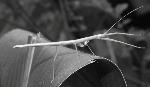 Insect garden colombia photo