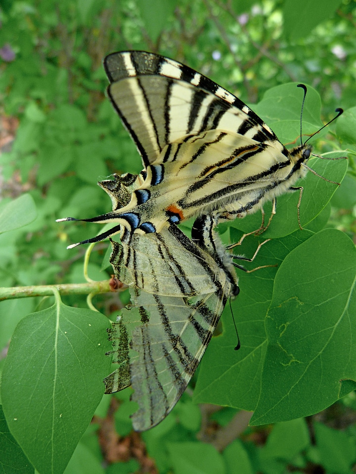 Tail butterfly nature