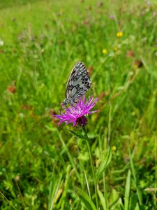Flower butterfly grass photo
