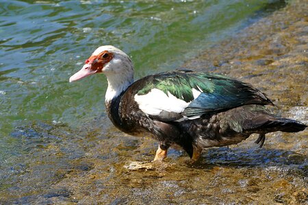 Water bird water poultry