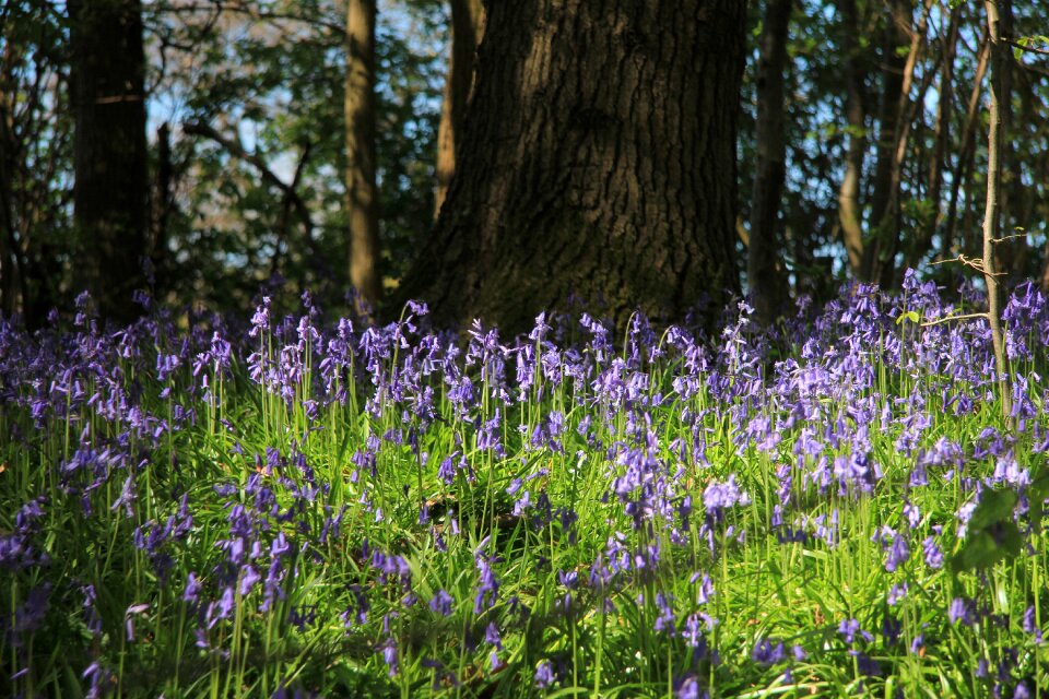 Wild woodland