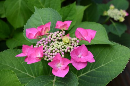 Plants leaves garden photo