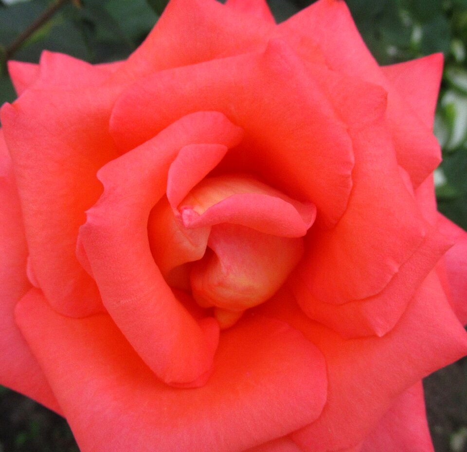 Rose petal flower