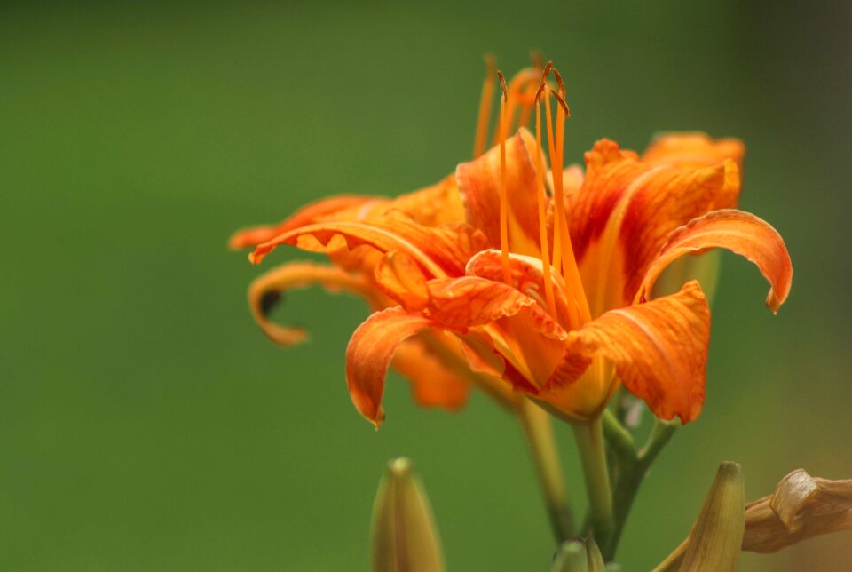 Nature blossom orange