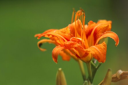 Nature blossom orange