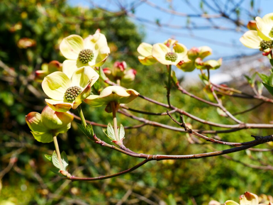 Dogwood flower blossom bloom