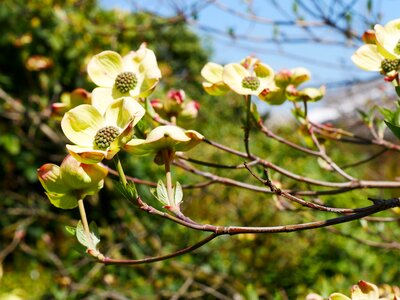 Dogwood flower blossom bloom photo