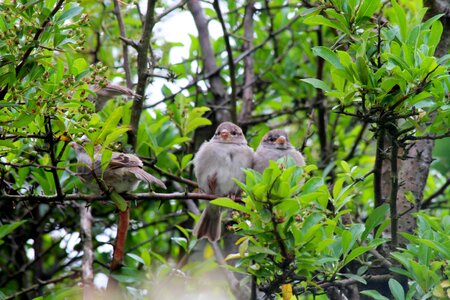 Animal garden sparrows photo