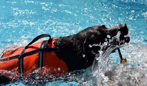 Dog pool animal physiotherapy photo