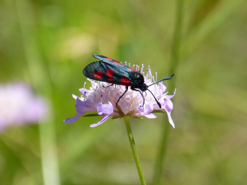The tongue of the butterflies zygaena filipendulae scabious