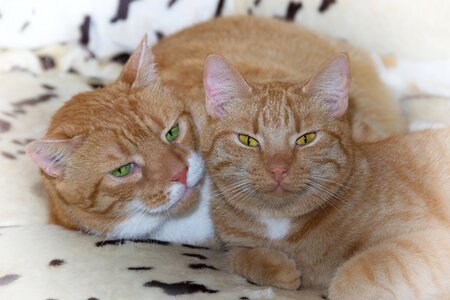 Cuddly mackerel sweet