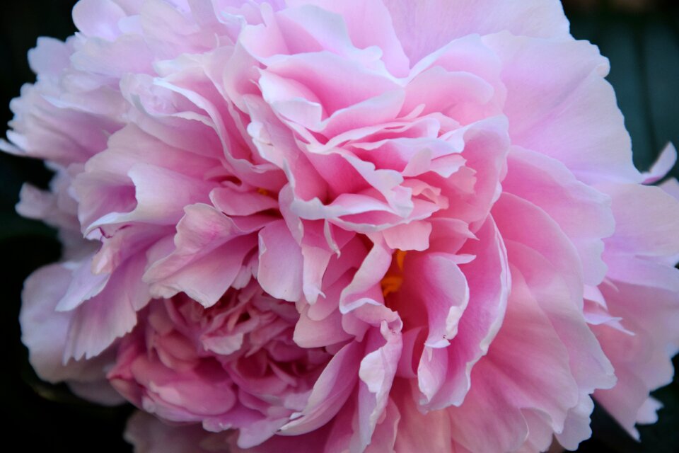 Plant nature bloom