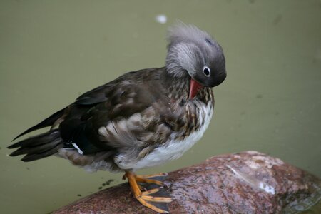 Bird duck bird plumage