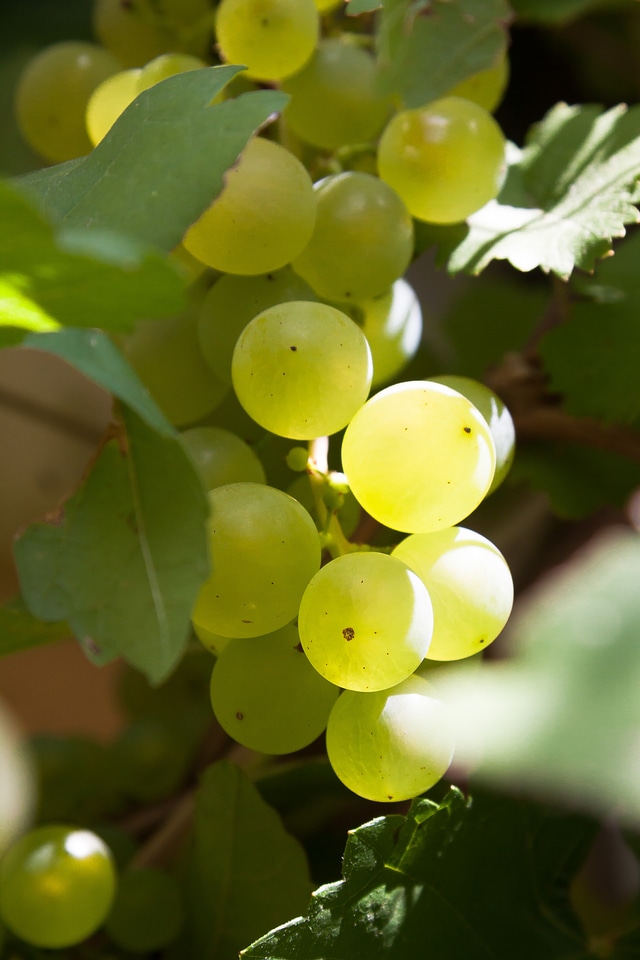 Vine eat sweet