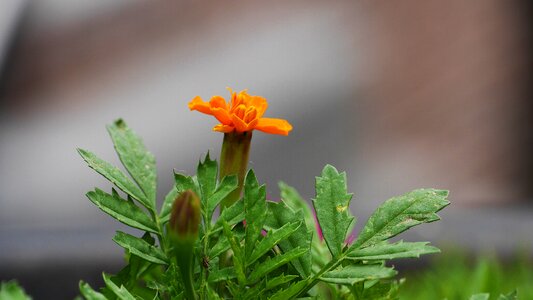 Buds plants orange