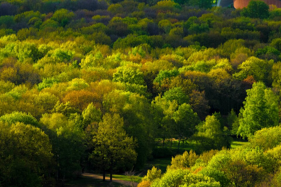 Park nature landscape