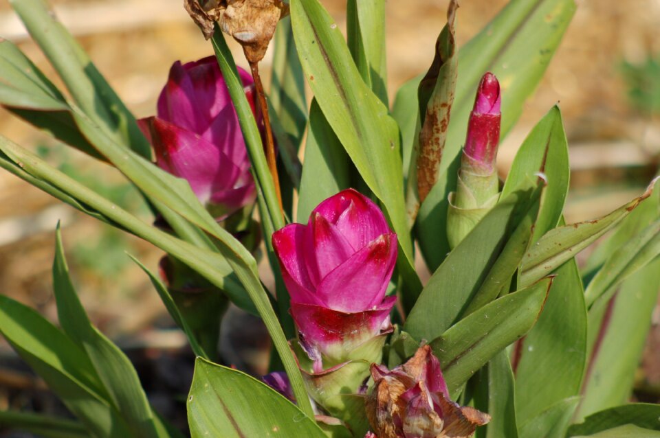 The flower of turmeric spices garden