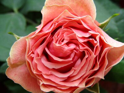 Flower pink romantic photo