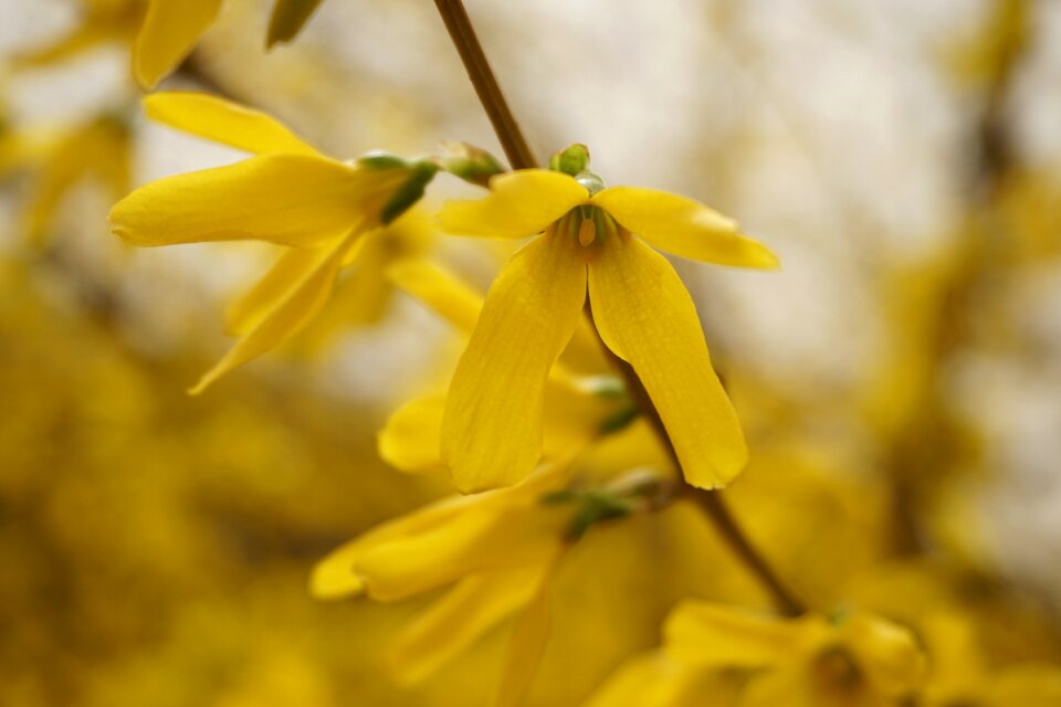Yellow flower spring