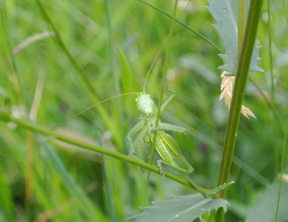 Grasshopper insect macro photo