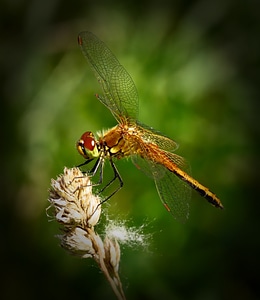Macro nature outside
