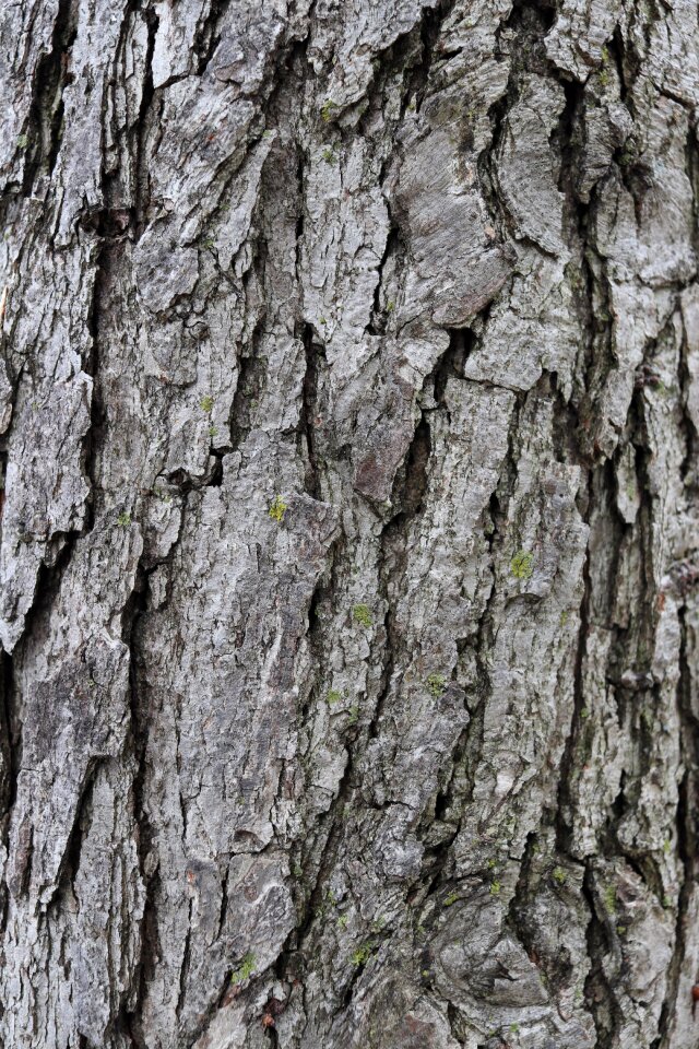 Tree bark