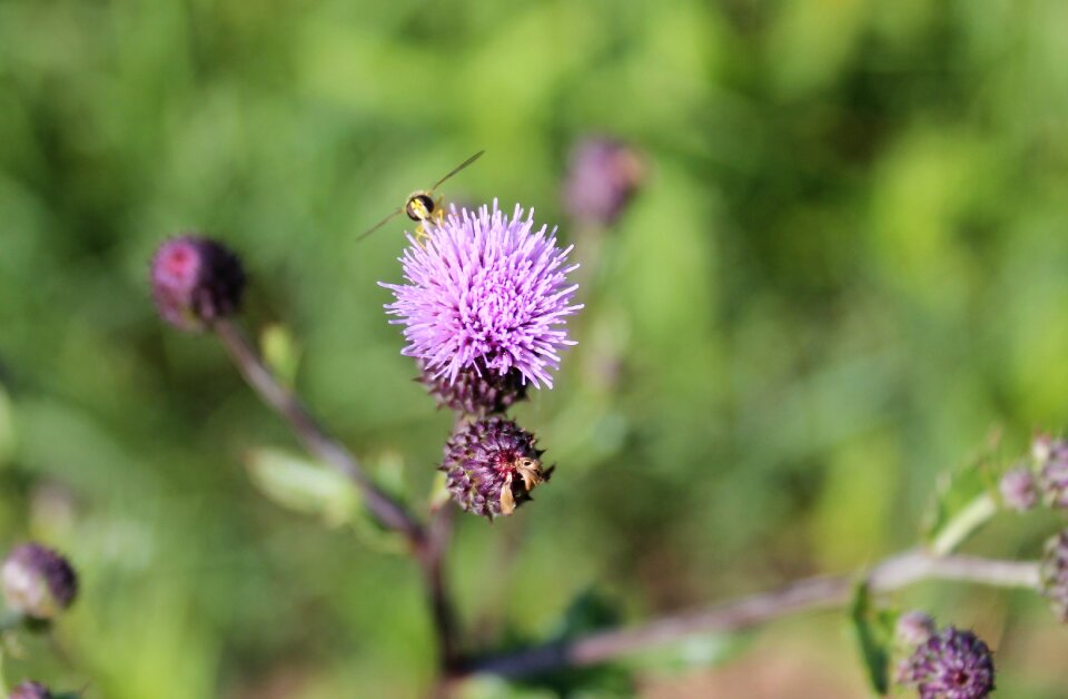 Purple insect flora