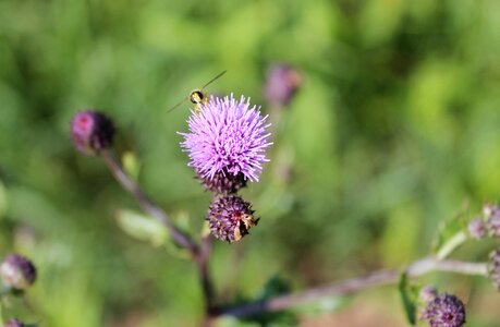 Purple insect flora photo