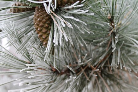 Pine needles nature frozen photo