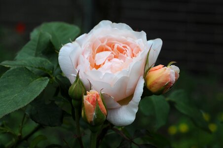 Bloom nature rose bloom