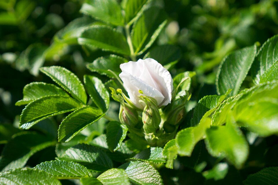White flower garden plant
