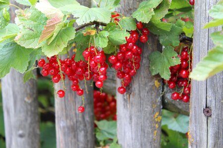 Garden red sour