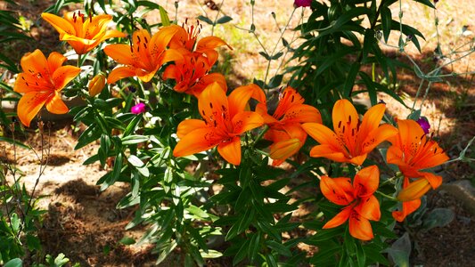 Summer wild beautiful