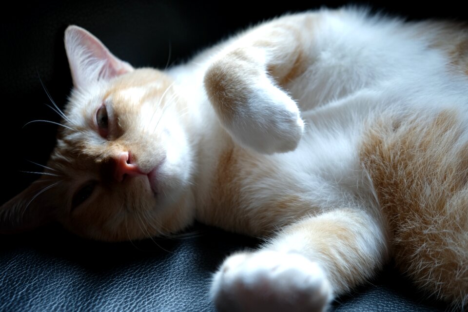 Pet cute feline