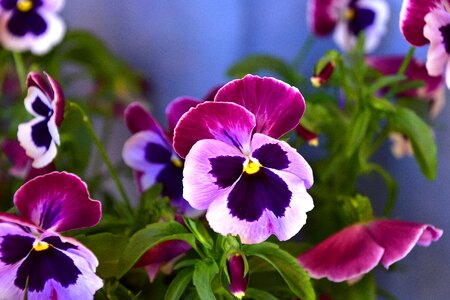 Petals purple violet photo