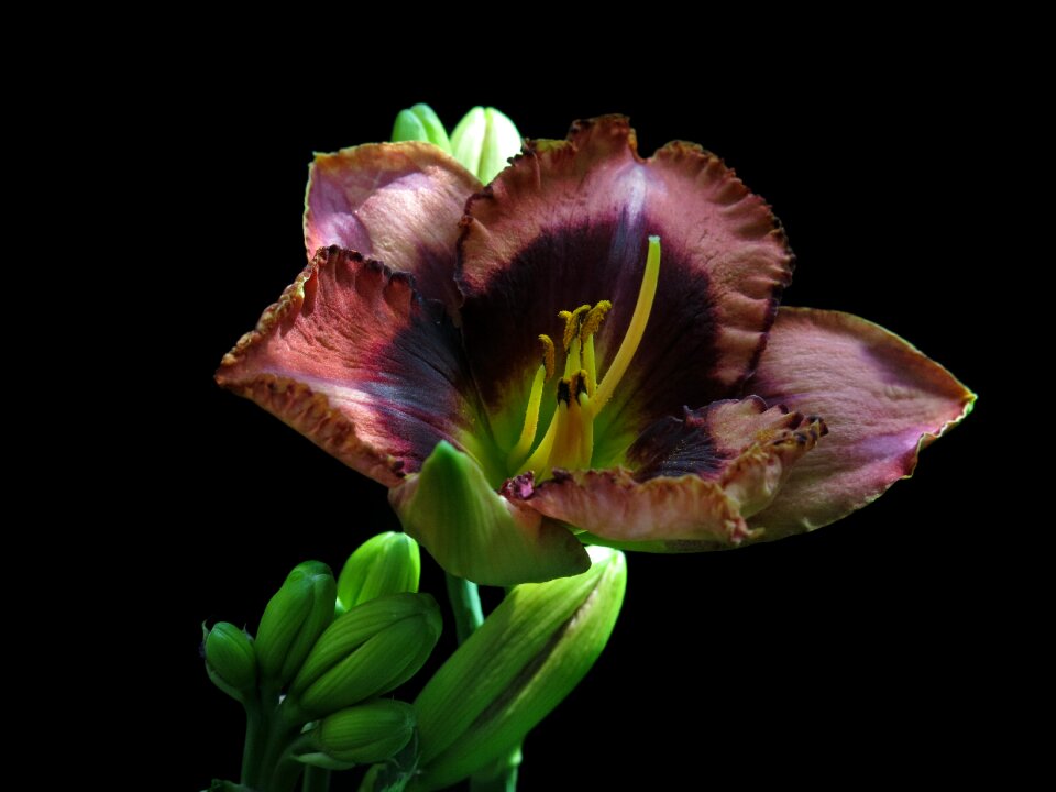 Flower blossom bloom