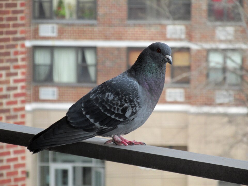 Urban building sitting