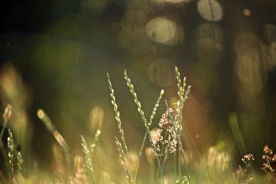 Nature grasses green