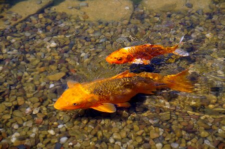 Koi carp large photo