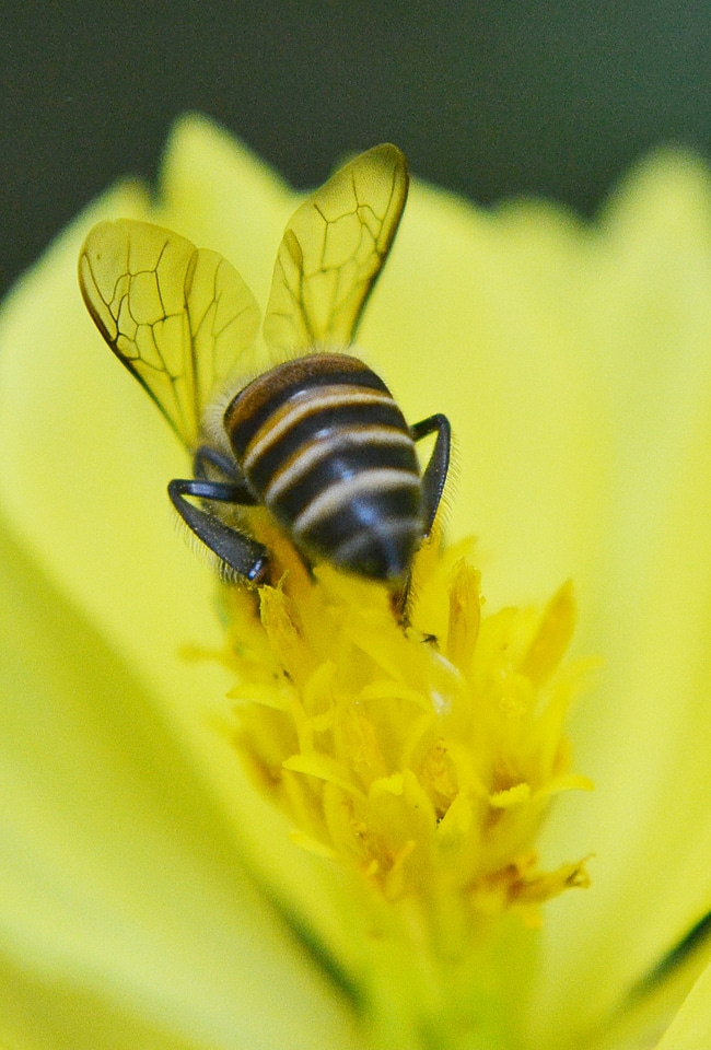 Honey bee active busy
